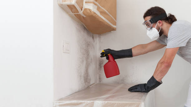 Professional Basement Mold Remediation technician working in Bainbridge, PA