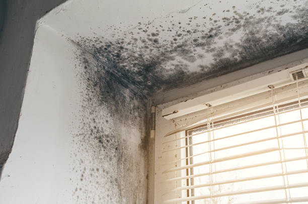 Affordable Basement Mold Remediation solutions in Bainbridge, PA