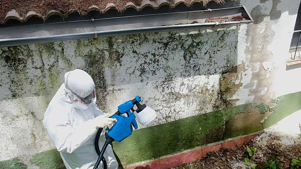 Top rated local Basement Mold Remediation specialists in Bainbridge, PA